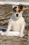 Jack Russell Terrier Portrait in the snow