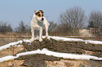 standing Jack Russell Terrier in the snow
