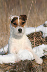 Jack Russell Terrier Portrait in the snow