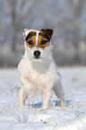 standing Jack Russell Terrier in the snow
