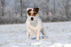 standing Jack Russell Terrier in the snow