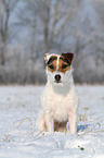 sitting Jack Russell Terrier in the snow
