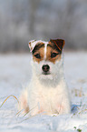 lying Jack Russell Terrier in the snow