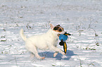 playing Jack Russell Terrier in the snow