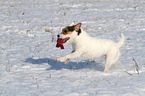 playing Jack Russell Terrier in the snow