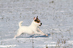 running Jack Russell Terrier in the snow