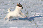 running Jack Russell Terrier in the snow