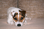 lying Jack Russell Terrier on the sofa