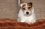 lying Jack Russell Terrier on the sofa