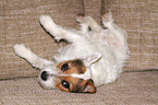 rolling Jack Russell Terrier on the sofa