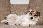 lying Jack Russell Terrier on the sofa