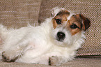 lying Jack Russell Terrier on the sofa