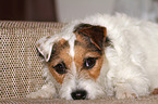 lying Jack Russell Terrier on the sofa