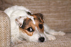 lying Jack Russell Terrier on the sofa