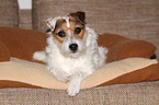 lying Jack Russell Terrier
