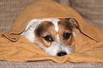 lying Jack Russell Terrier on the sofa