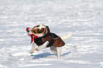 playing Jack Russell Terrier