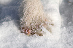 Jack Russell Terrier paw
