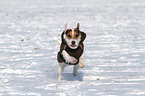 running Jack Russell Terrier
