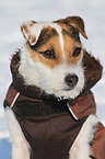 Jack Russell Terrier Portrait