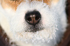 Jack Russell Terrier mouth