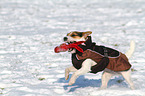 playing Jack Russell Terrier