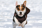 running Jack Russell Terrier