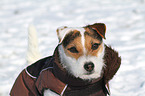 Jack Russell Terrier Portrait