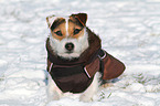 lying Jack Russell Terrier
