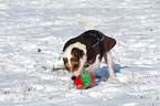 playing Jack Russell Terrier