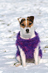 sitting Jack Russell Terrier