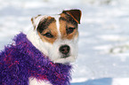 Jack Russell Terrier Portrait