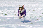 jumping Jack Russell Terrier