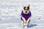 running Jack Russell Terrier