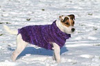 standing Jack Russell Terrier
