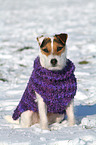 sitting Jack Russell Terrier