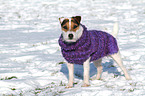standing Jack Russell Terrier