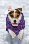 running Jack Russell Terrier