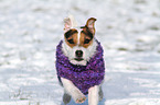 running Jack Russell Terrier