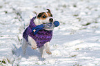 playing Jack Russell Terrier