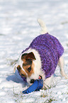 Jack Russell Terrier with toy