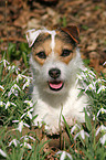 lying Jack Russell Terrier