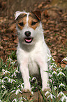 sitting Jack Russell Terrier