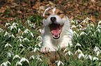 lying Jack Russell Terrier