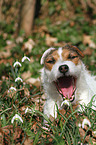 Jack Russell Terrier Portrait