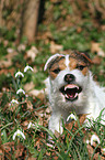 Jack Russell Terrier Portrait