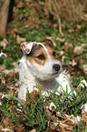 lying Jack Russell Terrier