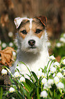 Jack Russell Terrier Portrait