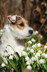 Jack Russell Terrier Portrait