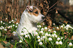 Jack Russell Terrier Portrait